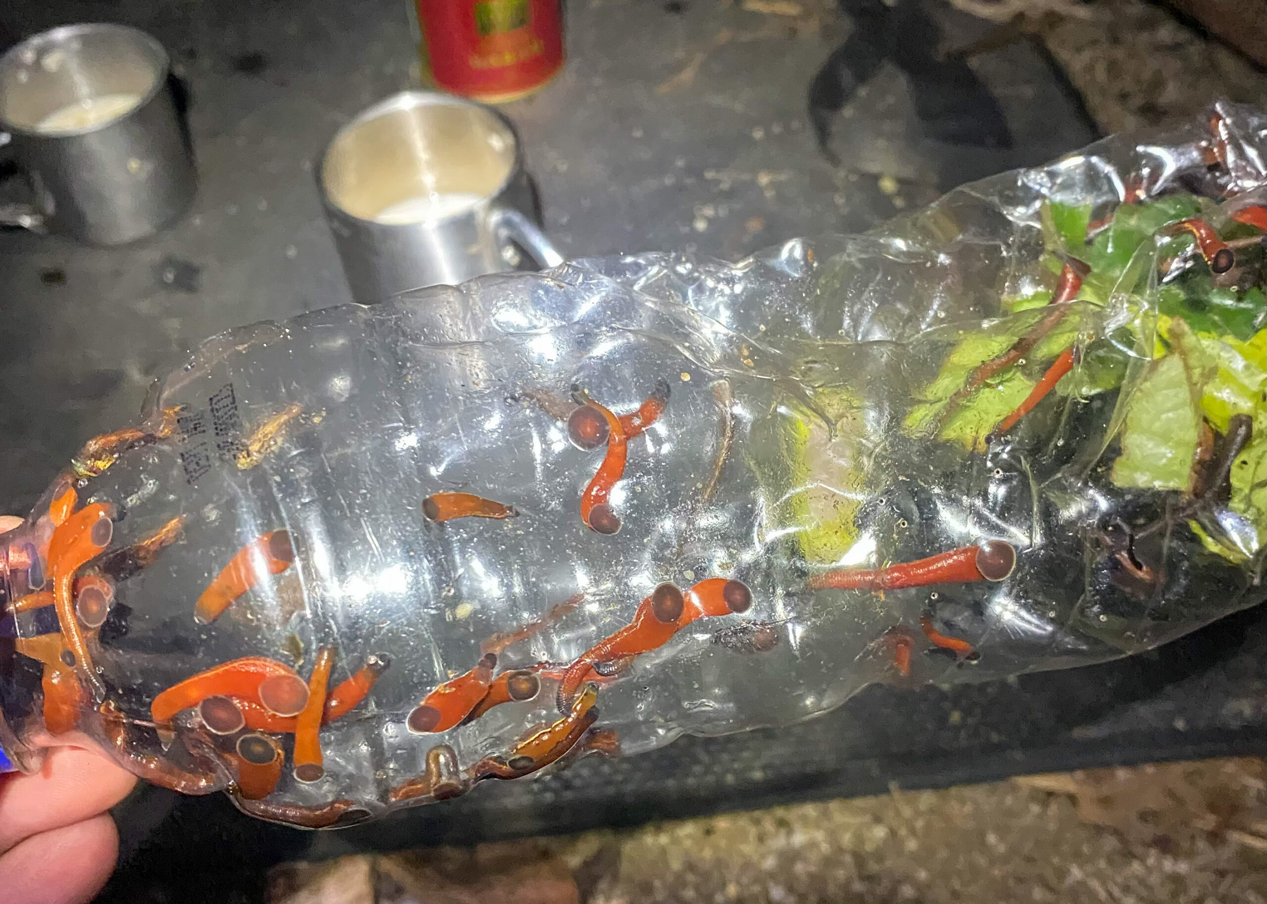 Pacet Gunung Bukit Raya