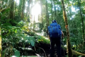 Perjalanan di dalam hutan Kalimantan menuju ke Gunung Bukit Raya
