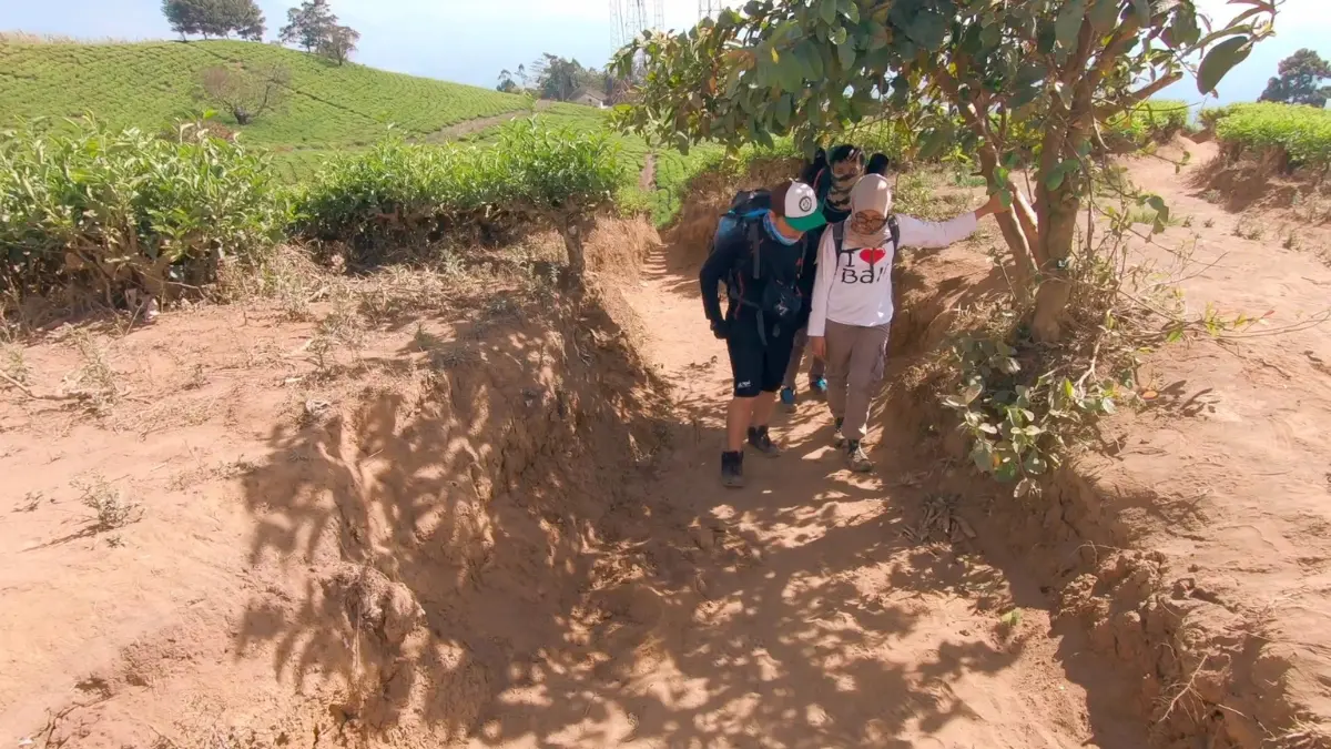 Berteduh dibawah pohon di tengah-tengah kebun teh Cikuray
