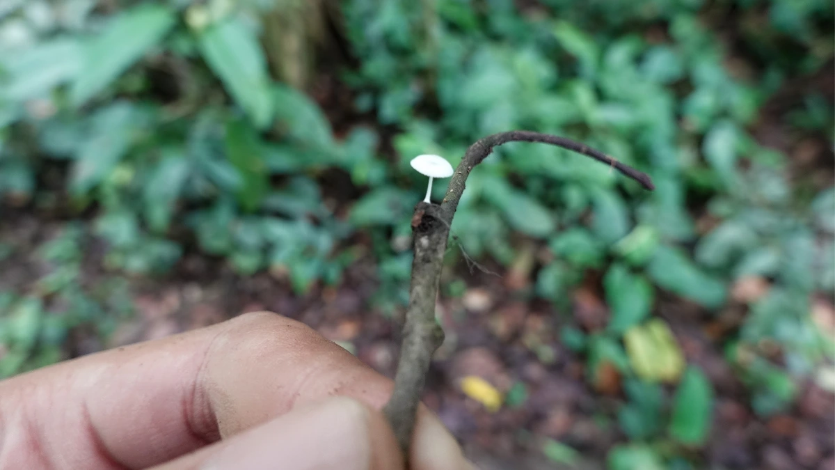 Berkunjung ke habitat glowing mushroom (jamur yang bisa menyala) di Malasari