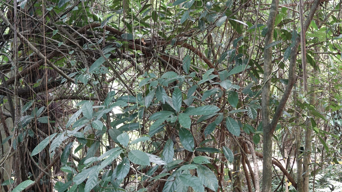 Habitat Tetrastigma di Kebun Raya Bogor Habitat Tetrastigma di Kebun Raya Bogor