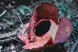 Bunga Rafflesia arnoldii di Kebun Raya Bogor