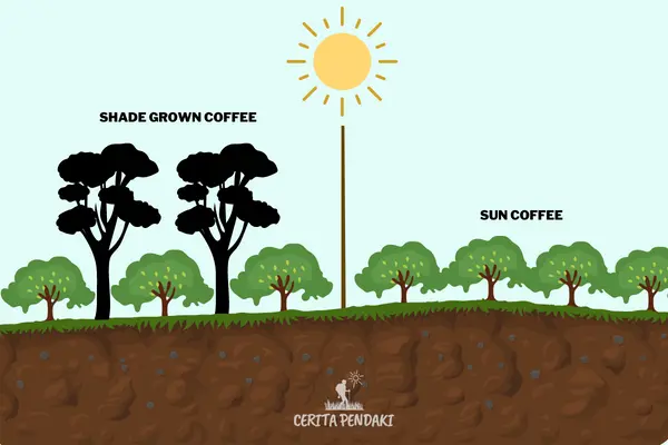 Ilustrasi Shade Grown Coffee Cibulao Ilustrasi Shade Grown Coffee Cibulao
