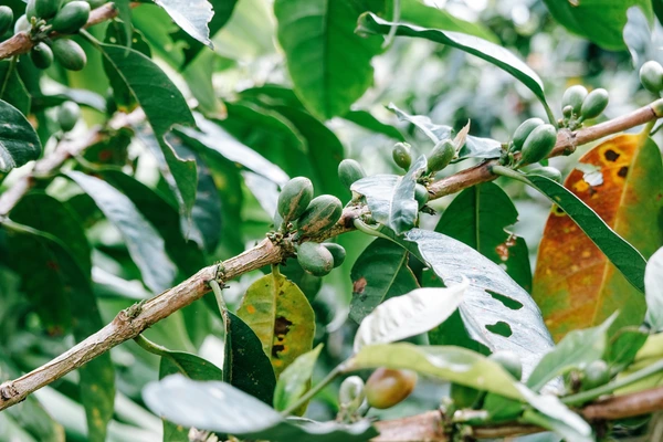 Pohon kopi arabica di Cibulao Pohon kopi arabica di Cibulao
