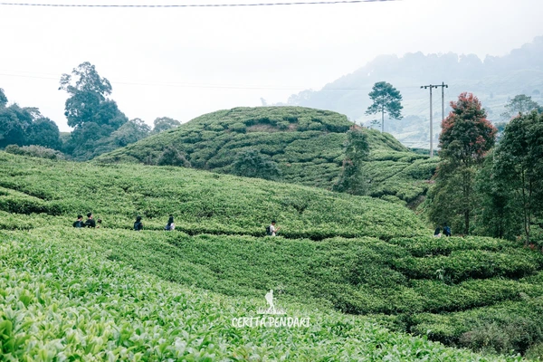 Rute jelajah kebun teh puncak bogor Rute jelajah kebun teh puncak bogor