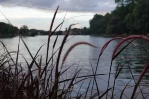 Fotografi di danau situ gede