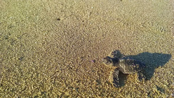 Anak penyu di Pantai Sukamade, Taman Nasional Meru Betiri