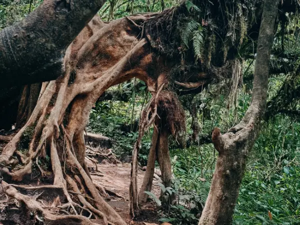 Pohon unik dengan akar seperti pintu gerbang