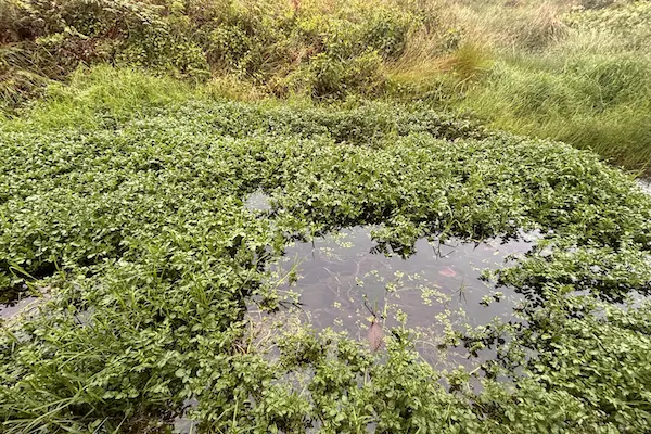 Tumbuhan selada air tumbuh subur di genangan mata air